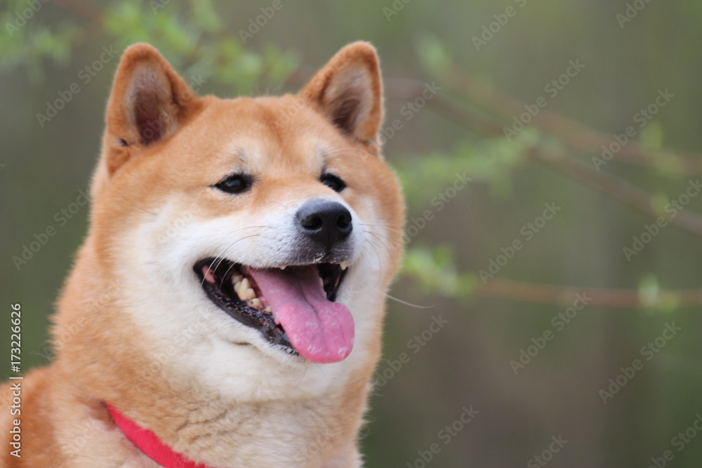 Shiba Inu