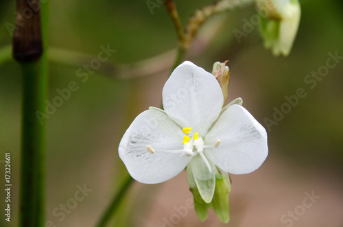 Beautiful spacial  color of murdannia giganteum.