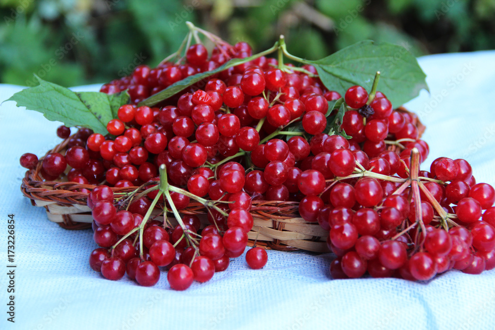 currant currant