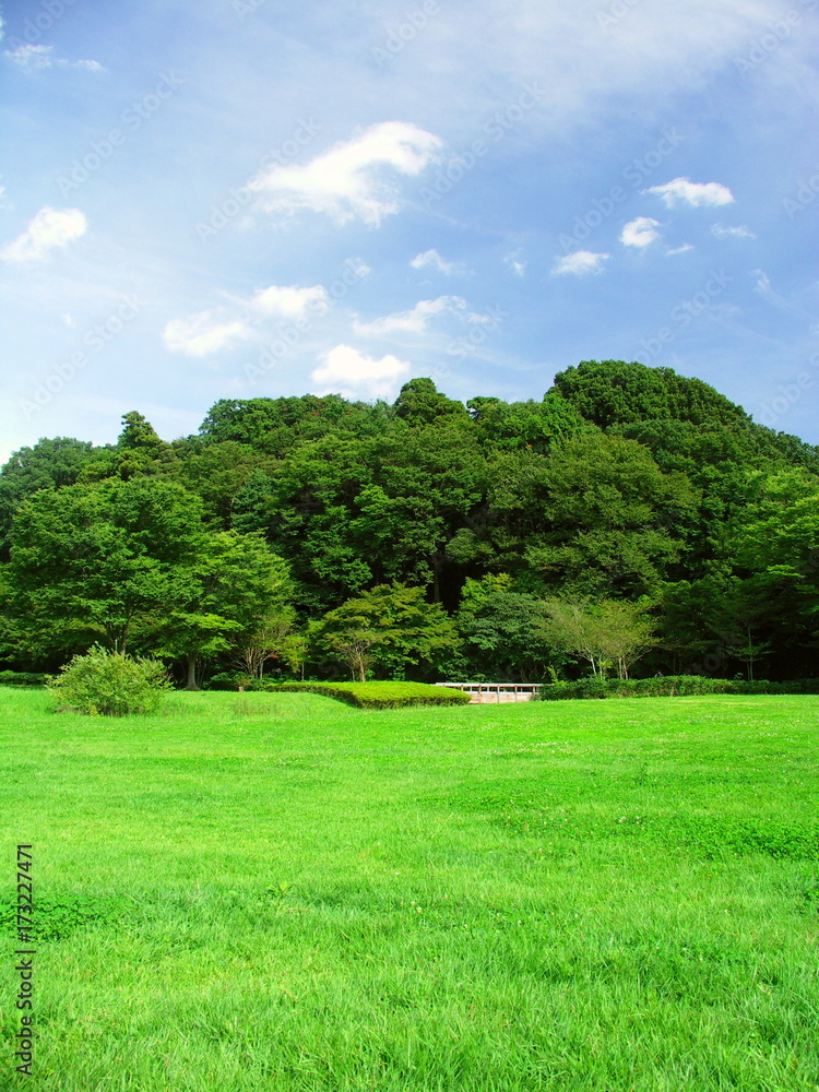 Obraz premium 初秋の草原と林