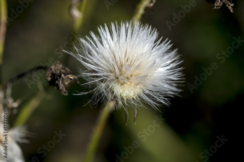 Detail of a blooming thistle in autumn
