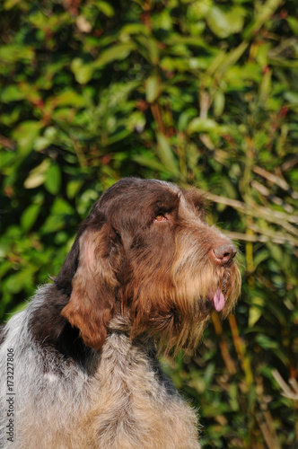 Typical Spinone Italiano dog