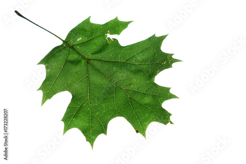 oak leaf on pure white background