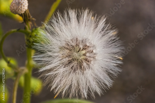 Dandelion infructescence photo