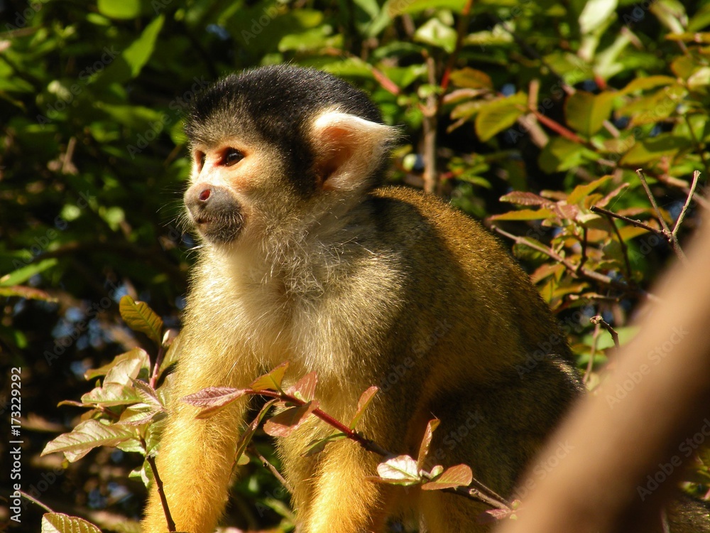 Obraz premium little monkey in bolivian pampas high quality observing cute