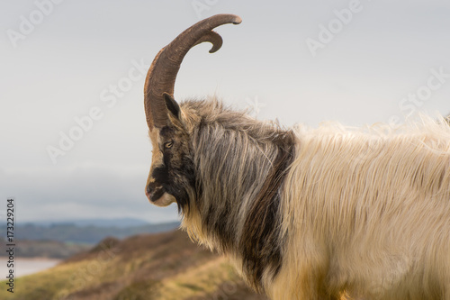 Male feral mountain goat with large horns in profile. Long-haired billy goat at Brean Down in Somerset, part of a wild herd