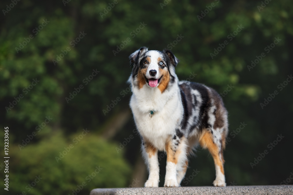 beautiful dog standing outdoors