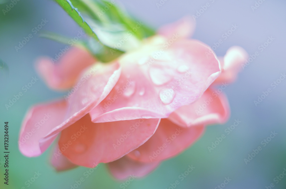 Beautiful single red rose with drops of water on a blurred background