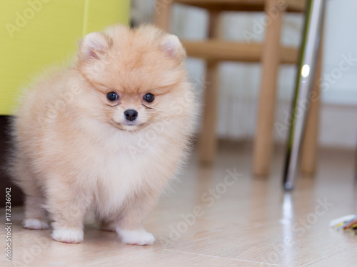 pomeranian puppy