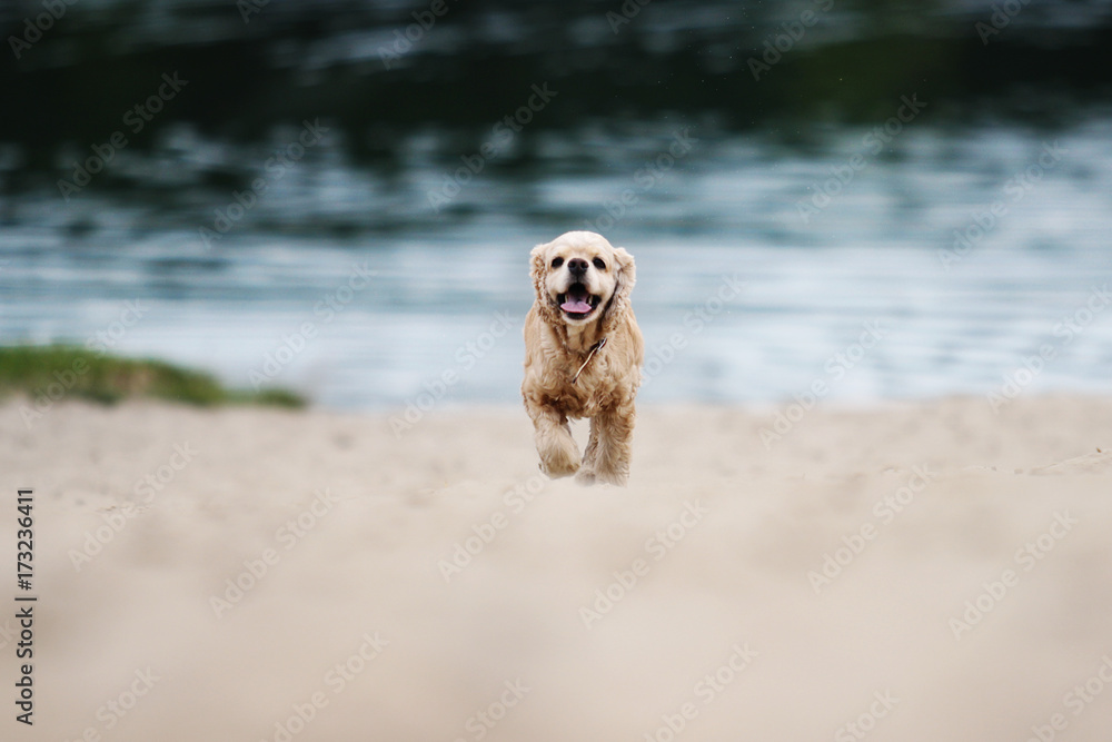 spaniel dog running on the sand beach spaniel dog running on the sand beach