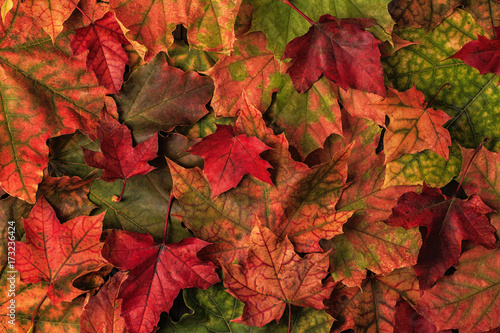 Beautiful multi-colored autumn leaves