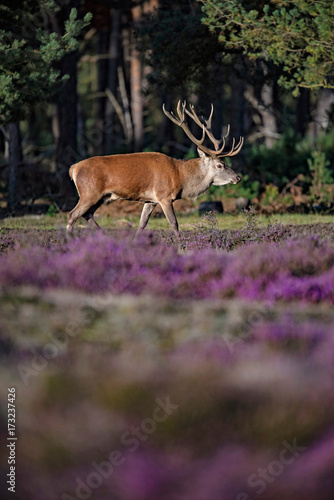 Red deer stag (cervus elaphus) lit by low sunlight in blooming moorland.