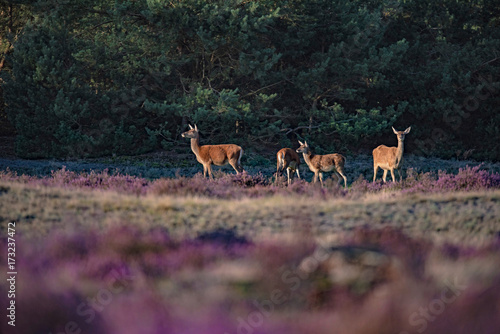 Fototapeta Naklejka Na Ścianę i Meble -  Small group of red deer hind (cervus elaphus) in moorland lit by low sunlight.