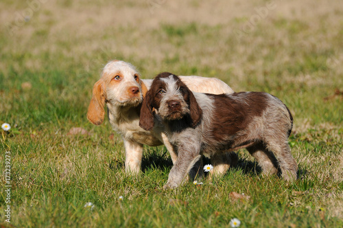 Typical Spinone Italiano dog