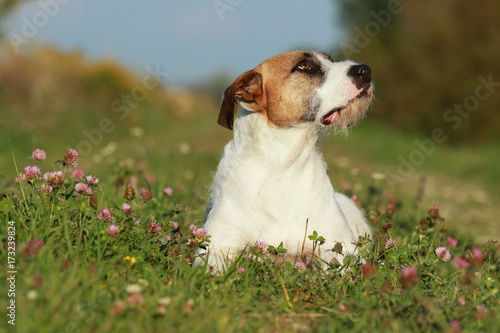 Cute mixed breed dog lying in the meadow