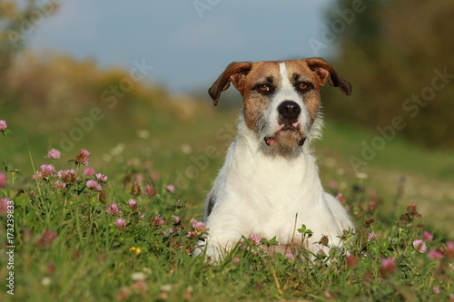 Cute mixed breed dog lying in the meadow
