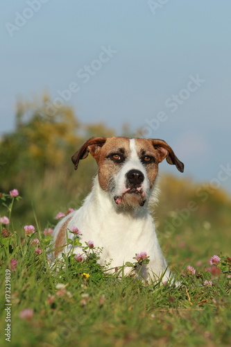 Fototapeta Naklejka Na Ścianę i Meble -  Cute mixed breed dog lying in the meadow