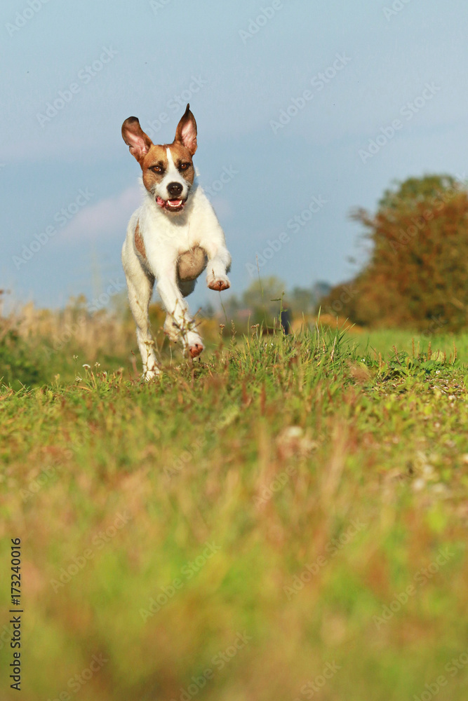 Cute mixed breed dog is running on meadow Cute mixed breed dog is running on meadow