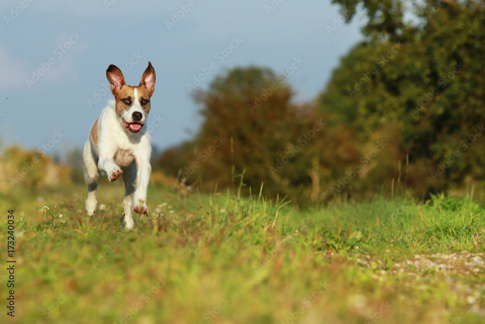 Cute mixed breed dog is running on meadow Cute mixed breed dog is running on meadow