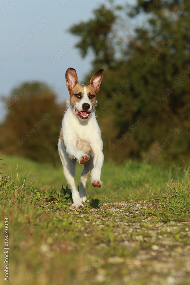 Cute mixed breed dog is running on meadow