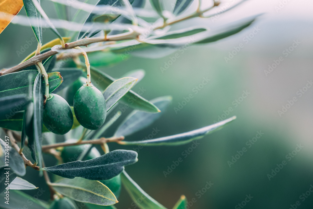 Fototapeta premium Olives and leaves for oil