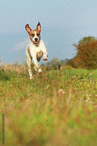 Cute mixed breed dog is running on meadow © absolutimages