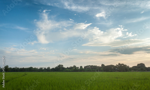 Fototapeta Naklejka Na Ścianę i Meble -  farmland countryside Thailand view / Beautiful clouds
