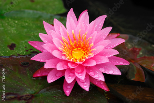 Closeup freshness pink lotus  Nymphaea lotus   water lilies  in full bloom