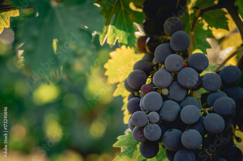 Canvas Print Sangiovese Grapes for Tuscan Wine