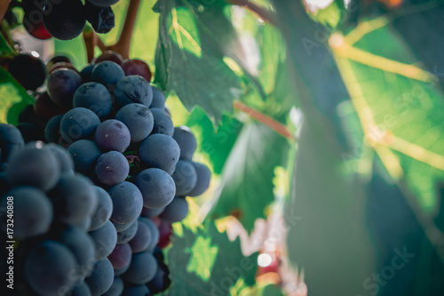 Фотография Sangiovese Grapes for Tuscan Wine