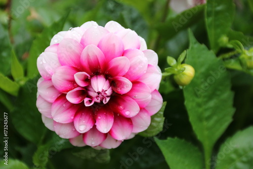 Fototapeta Naklejka Na Ścianę i Meble -  Dahlie blüht