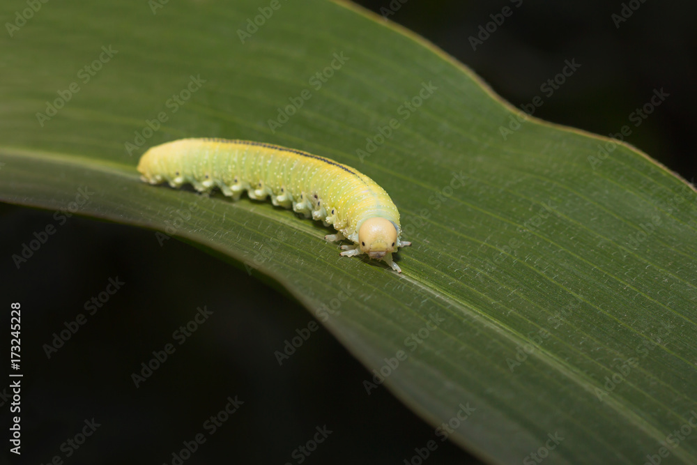 Fototapeta premium The big green caterpillar on a leaf