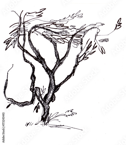 Fotografie instant sketch, branchy tree
