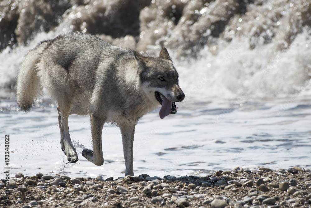 loup-qui-court-esp-ce-prot-g-e-stock-photo-adobe-stock