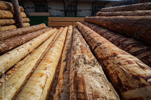 Holzverarbeitung - Holzstämme für Bauholzzuschnitt photo