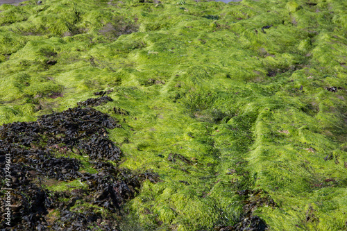 Green Algae and Seaweed on a Beach © bigal04uk