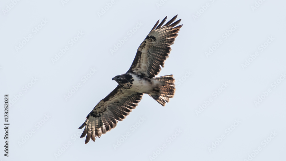 Obraz premium Bussard
