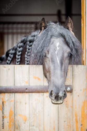 Black horse © Katarzyna