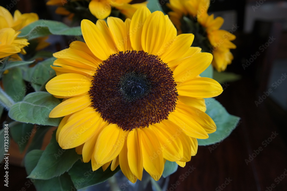 sunflower sunflower