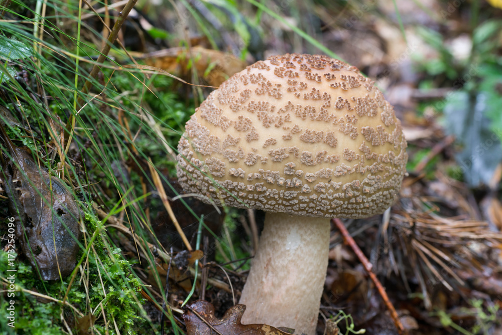toadstool in forest closeup toadstool in forest closeup