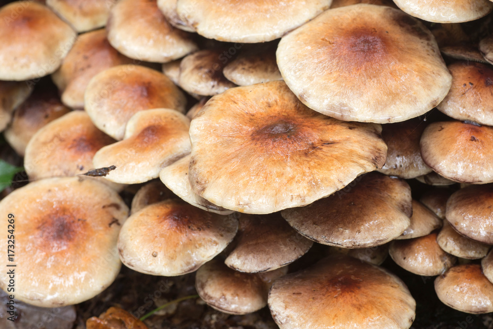 cluster of sulphur tuft (Hypholoma fasciculare ) cluster of sulphur tuft (Hypholoma fasciculare )