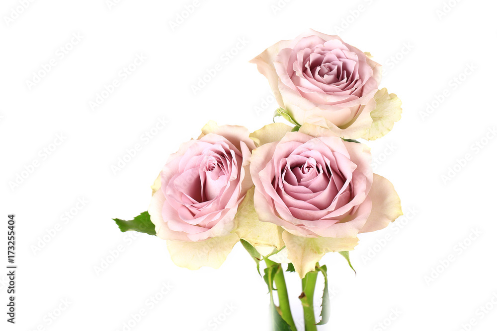 Retro roses shabby chic isolated on white background Retro roses shabby chic isolated on white background