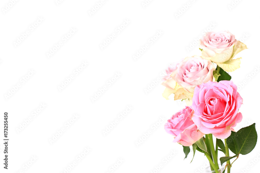 Fototapeta premium Pink roses isolated on white background selective soft focus