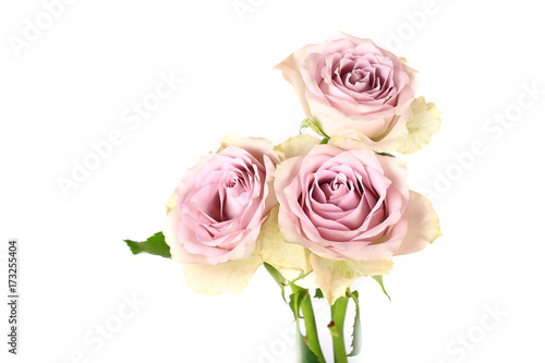 Retro roses shabby chic isolated on white background © sabyna75