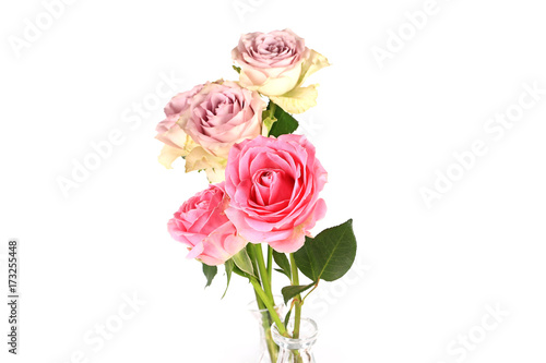 Pink roses isolated on white background selective soft focus