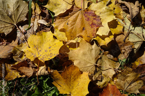 Autumn leaves lying on the ground  Bavaria  Germany  Europe