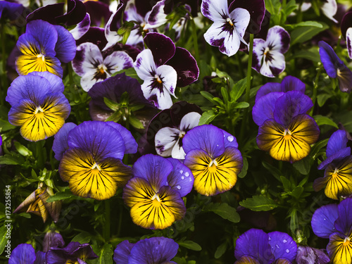 Flowers are viola in the garden. Summer background. Spring. Flowering spring flowers