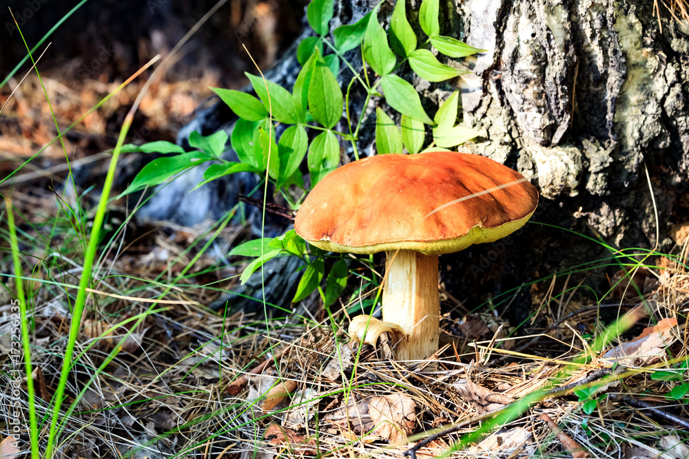 Fototapeta premium Big mushroom under the tree