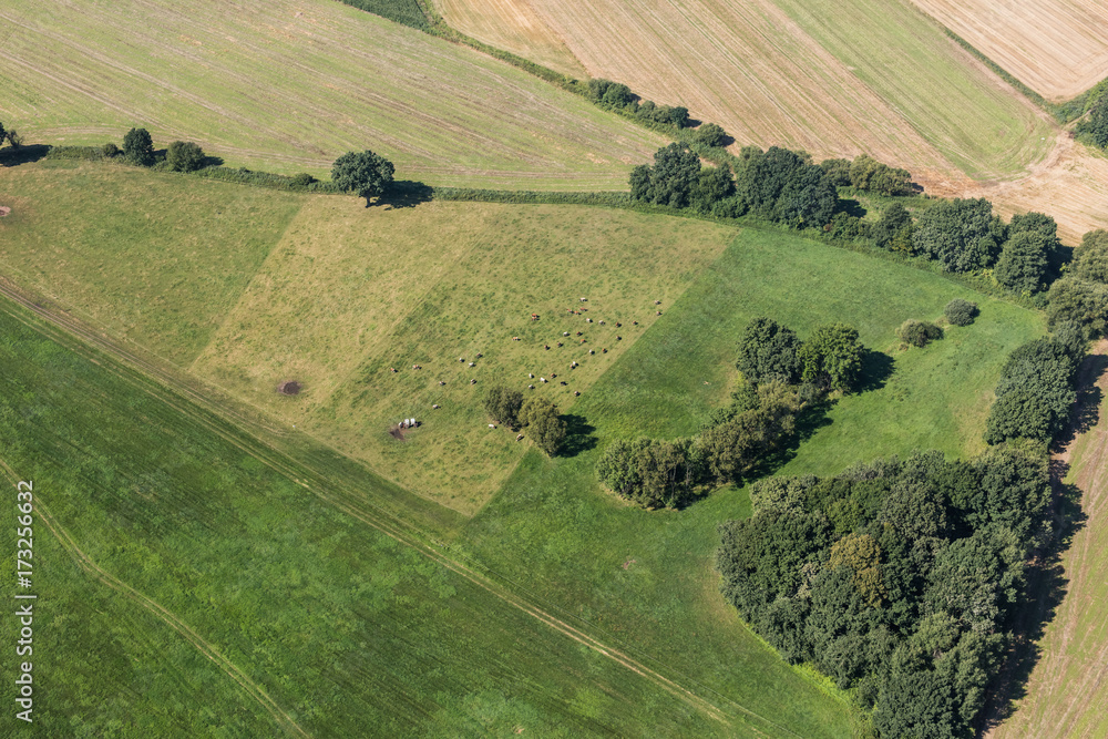 aerial view of the cows herd aerial view of the cows herd