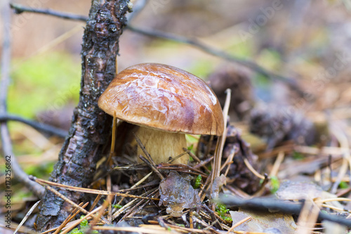 Close-up photo of a mushroom with drops of dew on moss and between a needle in a forest in an day with a blurred background